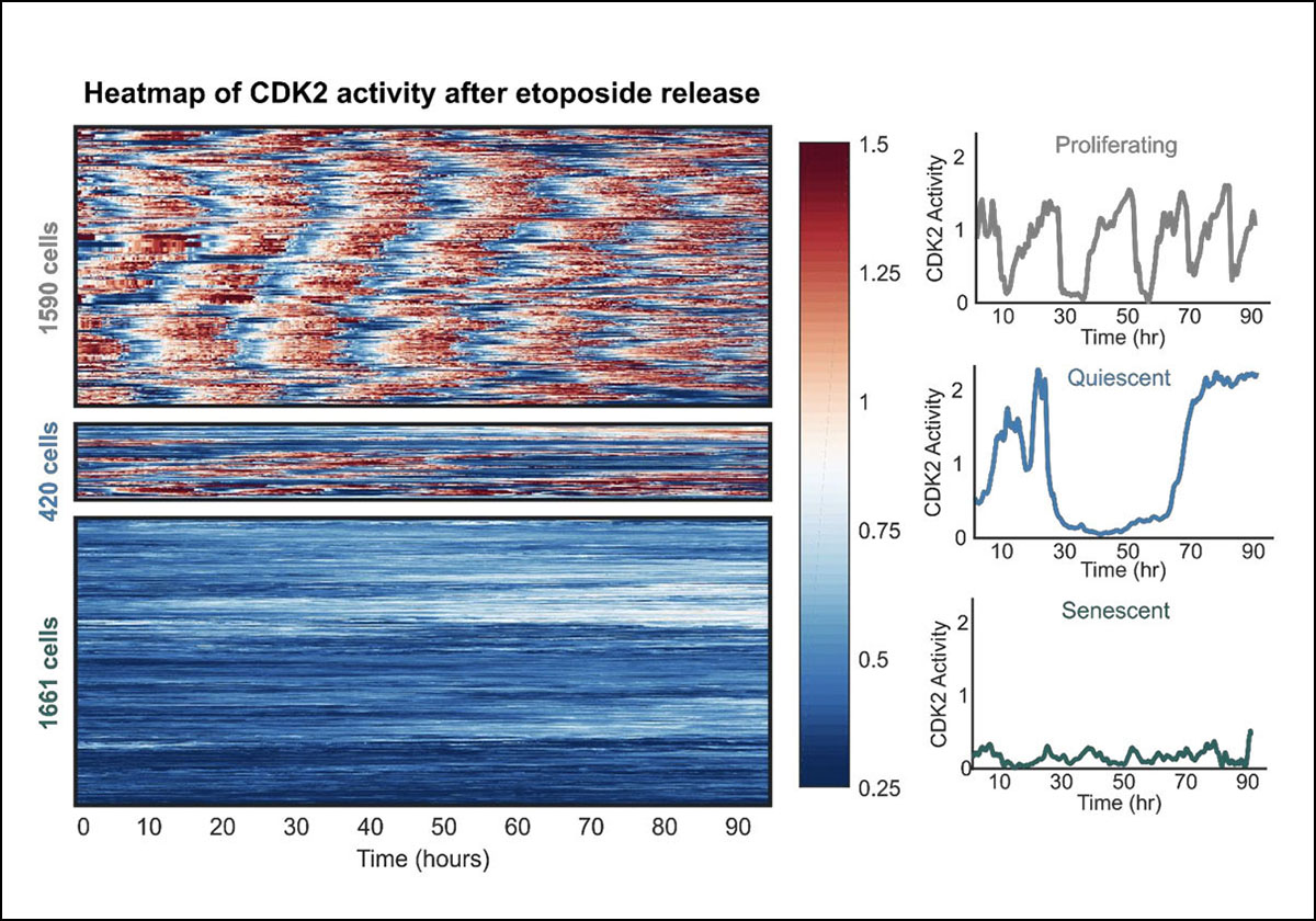 The intensities of canonical senescence biomarkers integrate the duration of cell-cycle withdrawal